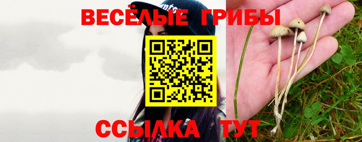 Псилоцибиновые грибы Psilocybine cubensis Россия